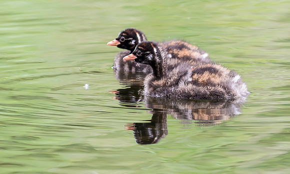 Dodaars juv, Little Grebe, Diemer Vijfhoek 2016