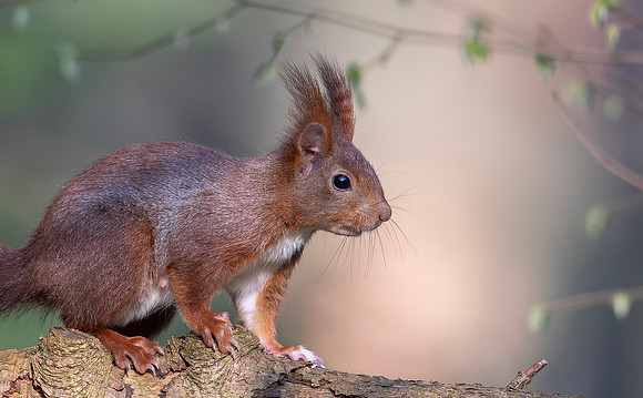Eekhoorn v, Eurasian Squirrel ♀, Wageningen 05-04-2019, 16A5788 def rec X