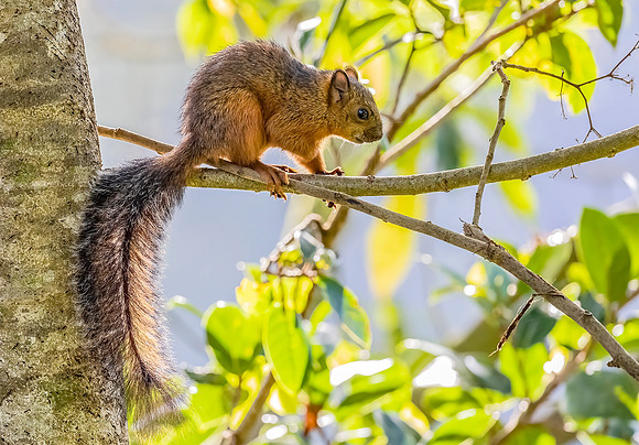Costaricaanse Eekhoorn, Costarican Squirrel, Sarapigui, april 2022