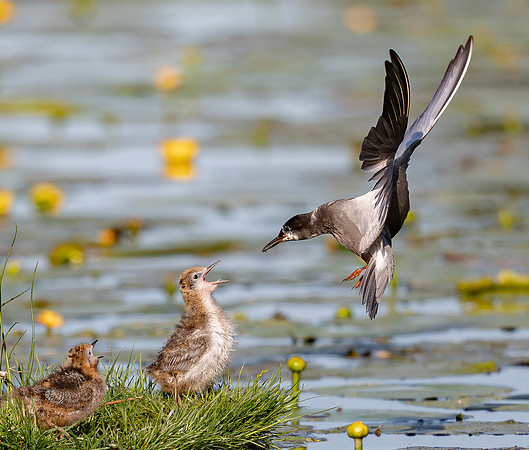 Zwarte stern, juv, Black Tern, Kockengen 2020
