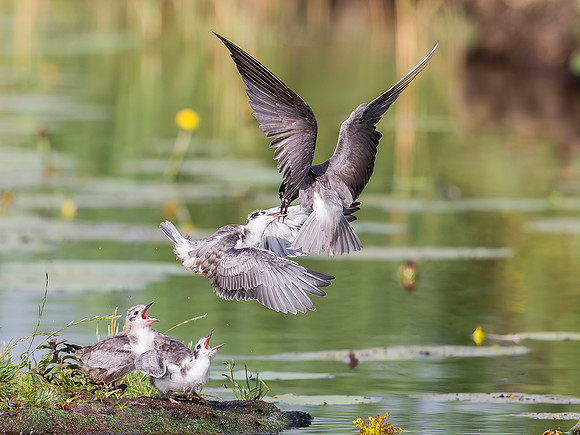 Zwarte stern, juv, Black Tern, Kockengen 2017