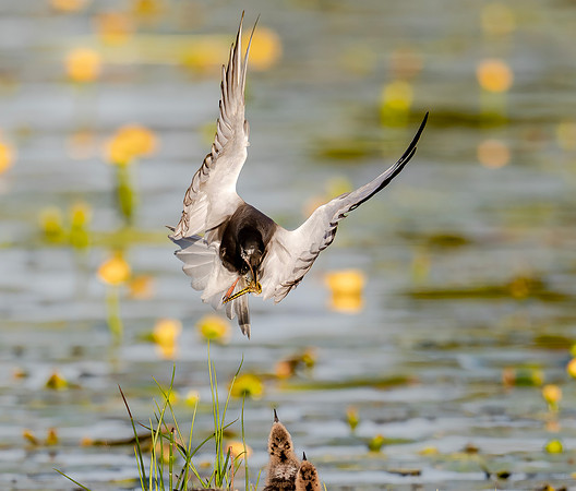 Zwarte stern, Black Tern, Kockengen 2020
