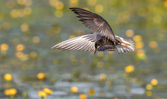 Zwarte stern, Black Tern, Kockengen 2020