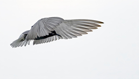 Zwarte stern. Black Tern, Polder Groot en Klein Oud-Aa, 02-07-2026, 0S1A9023 II