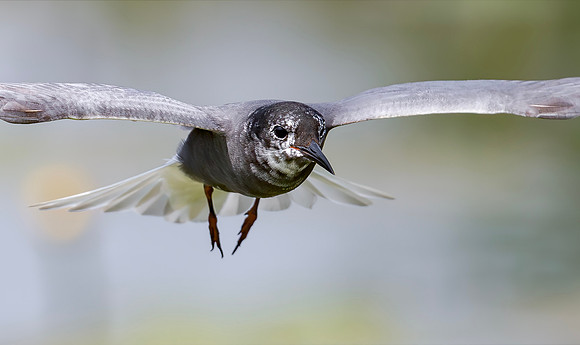 Zwarte stern, Black Tern, Kockengen 2017