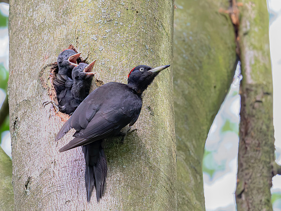Zwarte Specht ♀, juv, Black Woodpecker, Pevestorf, Deutschland 2019