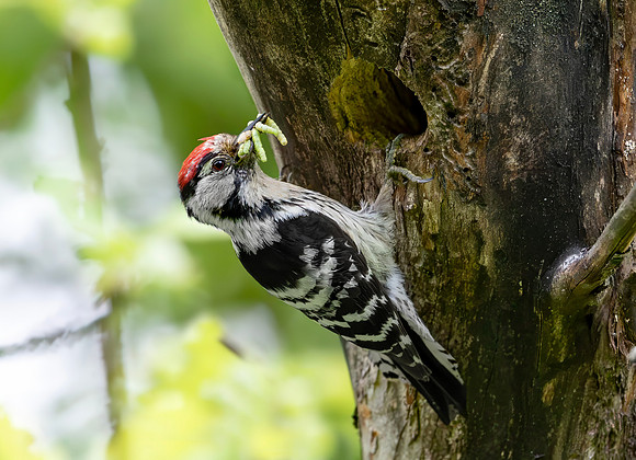 Kleine Bonte Specht ♂, Lesser Spotted Woodpecker, Saly-Lator, Hongarije 2019