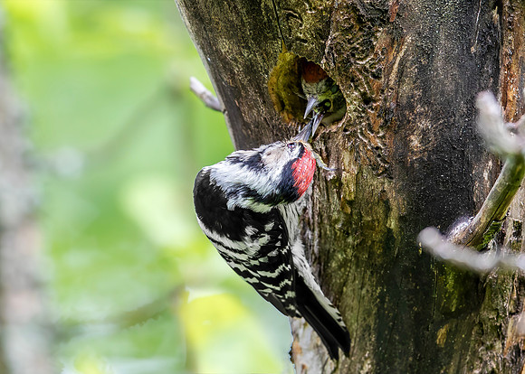 Kleine Bonte Specht ♂, juv, Lesser Spotted Woodpecker, Saly-Lator, Hongarije 2019