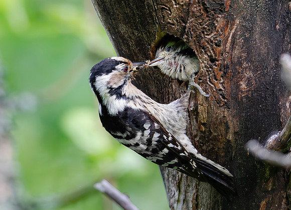 Kleine Bonte Specht ♀, juv, Lesser Spotted Woodpecker, Saly-Lator, Hongarije 2019