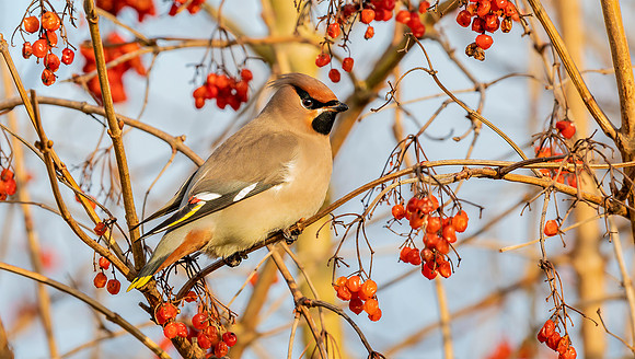 Pestvogel ♀, Bohemian Waxwing, Almere 2020