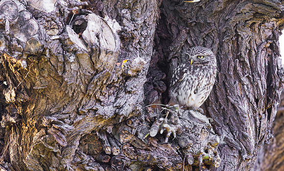 Steenuil, Little Owl, Groene Hart, Nederland 2024