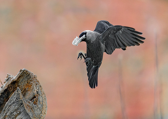 Kauw, Eurasian Jackdaw, Bodegraven 2021