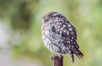 Steenuil ♀, Little Owl, Groene Hart 2026