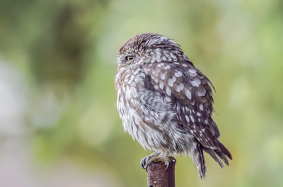 Steenuil ♀, Little Owl, Groene Hart 2026