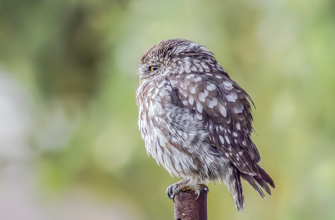 Steenuil ♀, Little Owl, Groene Hart 2026