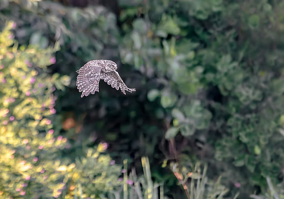 Steenuil ♂, Little Owl, Groene Hart 2026