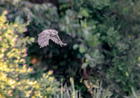 Steenuil ♂, Little Owl, Groene Hart 2026