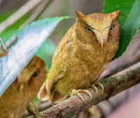 I Serendib Scops Owl  ♂, ♀, Sinharaja, Sri Lanka 2019,