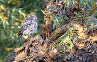 Steenuil ♂, Little Owl, Groene Hart 2026
