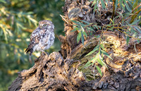 Steenuil ♂, Little Owl, Groene Hart 2026