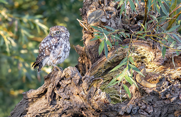 Steenuil ♂, Little Owl, Groene Hart 2026
