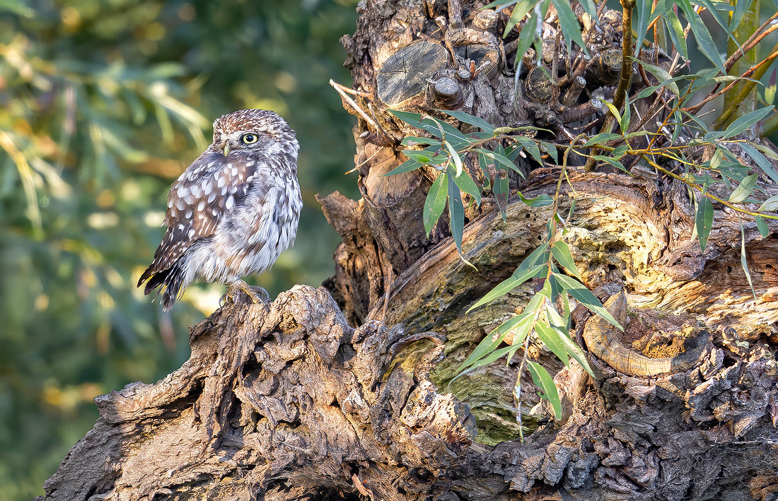 Steenuil ♂, Little Owl, Groene Hart 2026