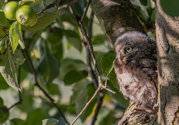 Steenuil juv, Little Owl, Groene Hart 2024