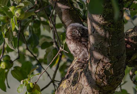 Steenuil juv, Little Owl, Groene Hart 2024