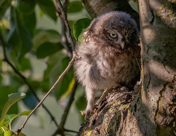 Steenuil juv, Little Owl, Groene Hart 2024
