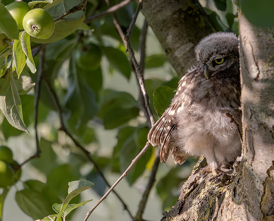 Steenuil juv, Little Owl, Groene Hart 2024