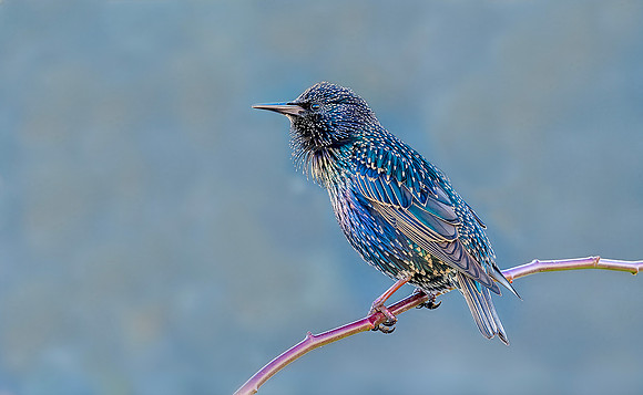 Spreeuw, Common Starling, Kockengen, 28-11-2016, S1A8654 def rec XV