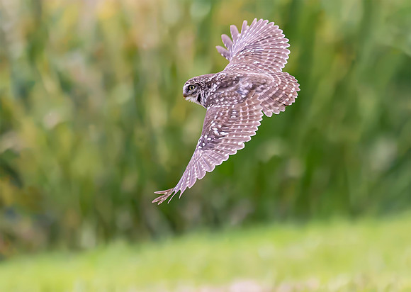 Steenuil, Little Owl, Groene Hart 2024
