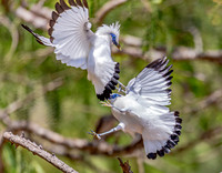 Bali Starling, Bali Barat Ntl Park, Indonesia 2018