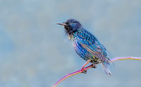 Spreeuw, Common Starling, Kockengen 2016