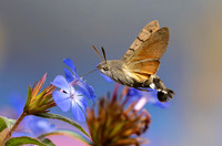 9757 Kolibrievlinder op Loodkruid, Hummingbird hawk-moth on Leadwort, Kockengen 13-09-2023, 0S1A7327 X