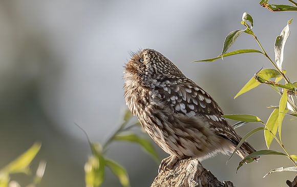 Steenuil ♂, Little Owl, Groene Hart 2024