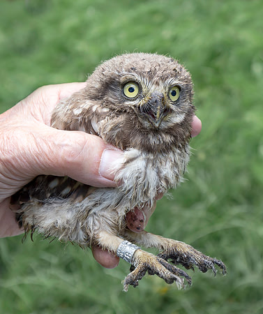 Steenuil juv, Little Owl, Ouderkerk aan den Amstel, 2018