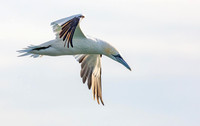 9795 Jan-van-Gent ad, Northern Gannet, Neeltje Jans, 08-11-2015, S1A0995 def rec X
