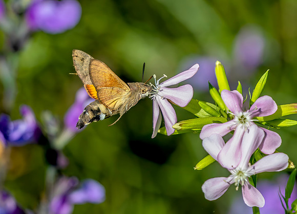 Kolibrievlinder op Zeepkruid, Hummingbird hawk-moth on Soapwort, Kockengen 2023