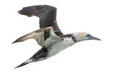 Jan-van-Gent, 3e kj, Northern Gannet, North Sea off Neeltje Jans, 2015