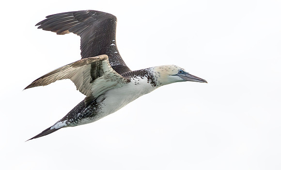 Jan-van-Gent, 3e kj, Northern Gannet, North Sea off Neeltje Jans, 2015