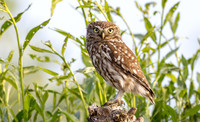 Steenuil ♀, Little Owl, Groene Hart 2025