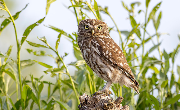 Steenuil ♀, Little Owl, Groene Hart 2025