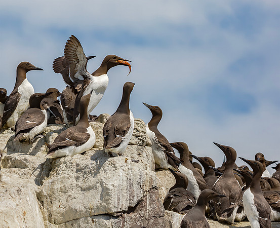 Zeekoet, Common Murre, Alk, Razorbill, Farne Isles 2019