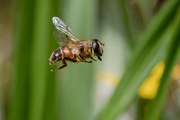 vermoedelijk Bosbijvlieg, Eristalis horticola, Kockengen 2022