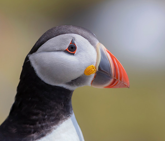 Papegaaiduiker, Atlantic Puffin, Farne Isles 2019