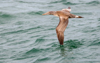 Jan-van-Gent 1e kj, Nortern Gannet, North Sea off Neeltje Jans 2015