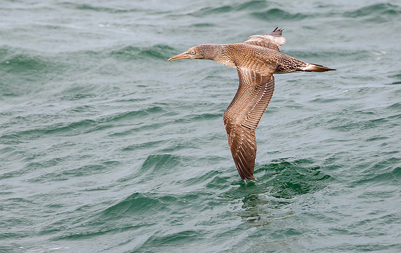 Jan-van-Gent 1e kj, Nortern Gannet, North Sea off Neeltje Jans 2015