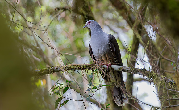 Sombre Pigeon, Lore Lindu Ntl Park Sulawesi, 27-09-2018, S1A2463 def rec X