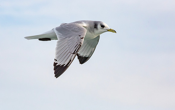 Drieteenmeeuw winter, Black-legged Kittiwake,  North Sea off Neeltje Jans 2015